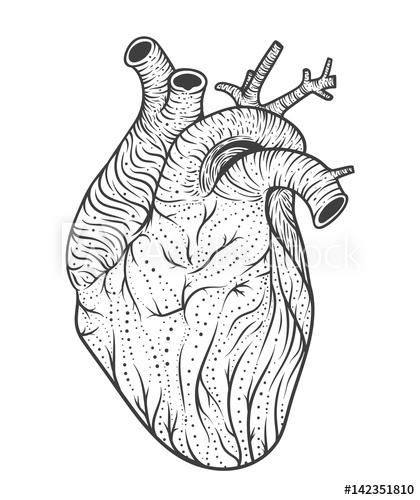 420x500 Human Heart Line Art Vector Illustration Tattoo Style - Human Heart Line Drawing
