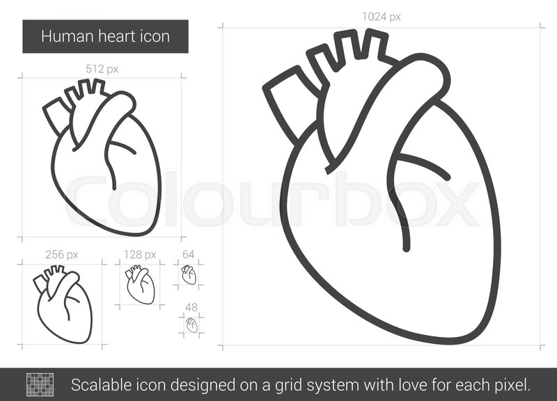 800x576 Human Heart Vector Line Icon Isolated Stock Vector Colourbox - Human Heart Line Drawing