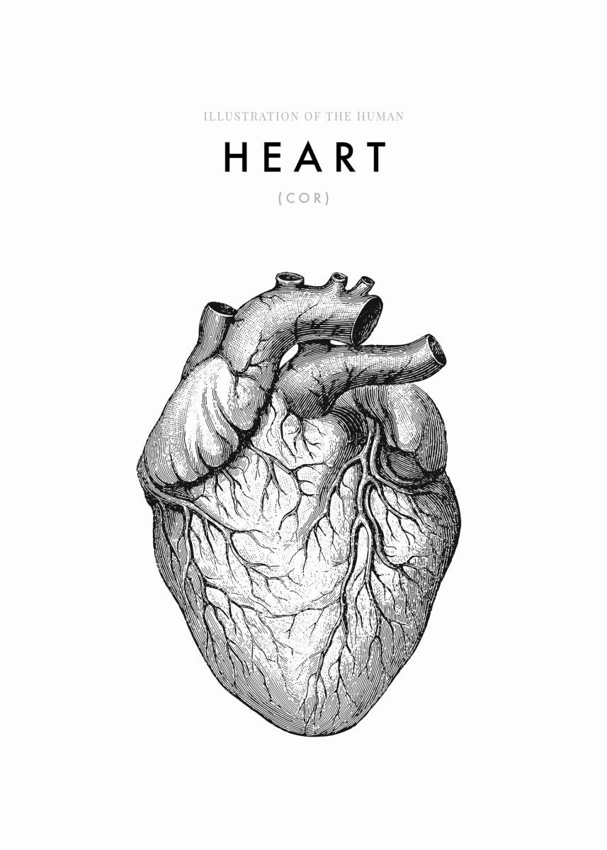 857x1200 Illustration Of The Human Heart - Human Heart Line Drawing