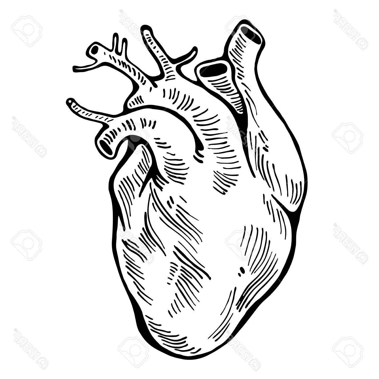 1300x1300 Top Human Heart Black Line Tattoo Organ Vector Illustration - Human Heart Line Drawing