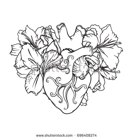 450x470 human heart drawing outline stock vector stylized anatomical human - Human Heart Line Drawing