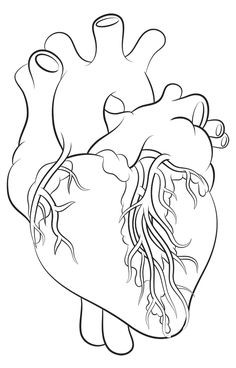 236x368 Fresh Heart Line Drawing - Human Heart Line Drawing