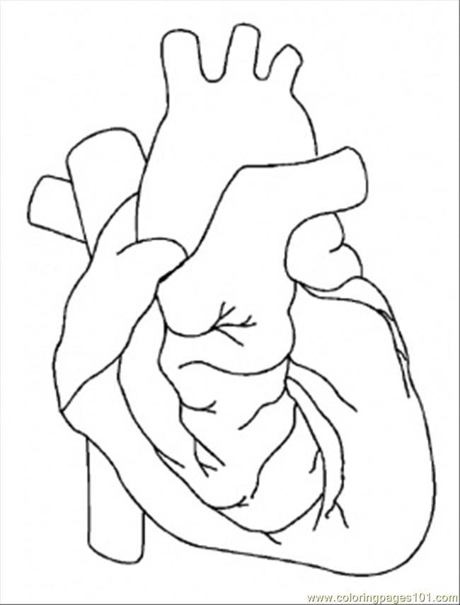 650x855 Gallery Anatomical Heart Line Drawing - Human Heart Line Drawing