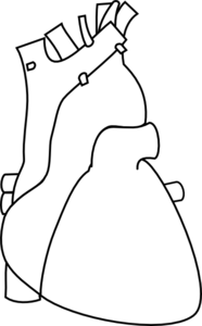 186x300 Huge Collection Of 'human Heart Outline Drawing' Download More - Human Heart Outline Drawing