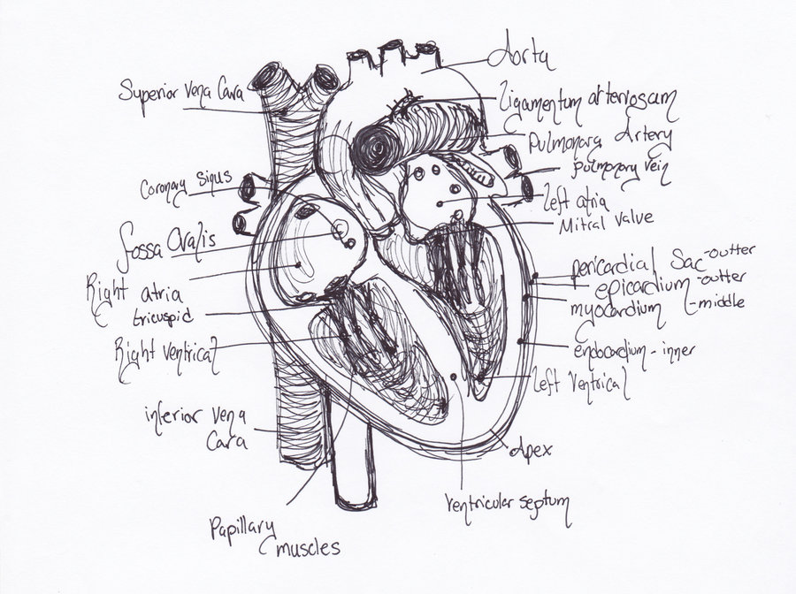 Human Heart Outline Drawing at PaintingValley.com | Explore collection ...