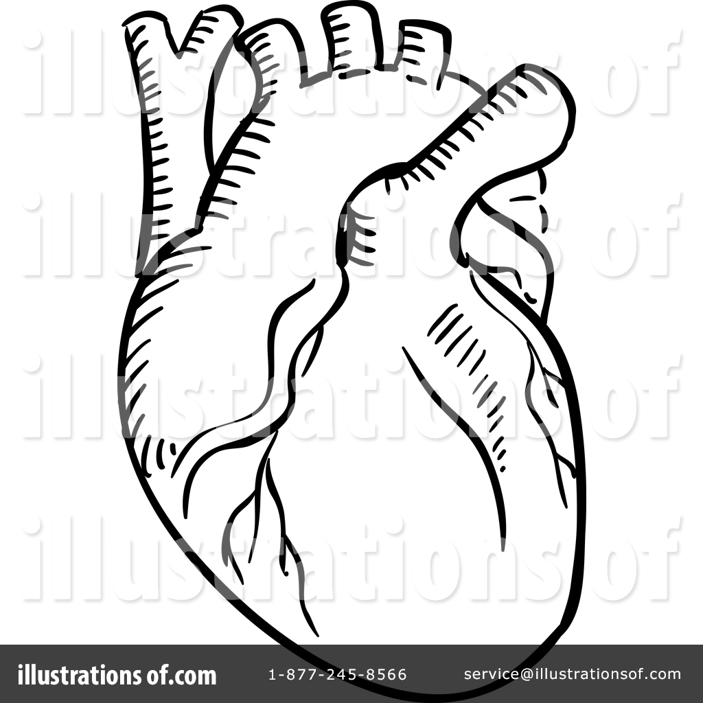 1024x1024 Human Heart Outline Clipart Great Free Clipart, Silhouette - Human Heart Outline Drawing
