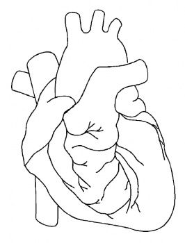 Human Heart Outline Drawing at PaintingValley.com | Explore collection ...