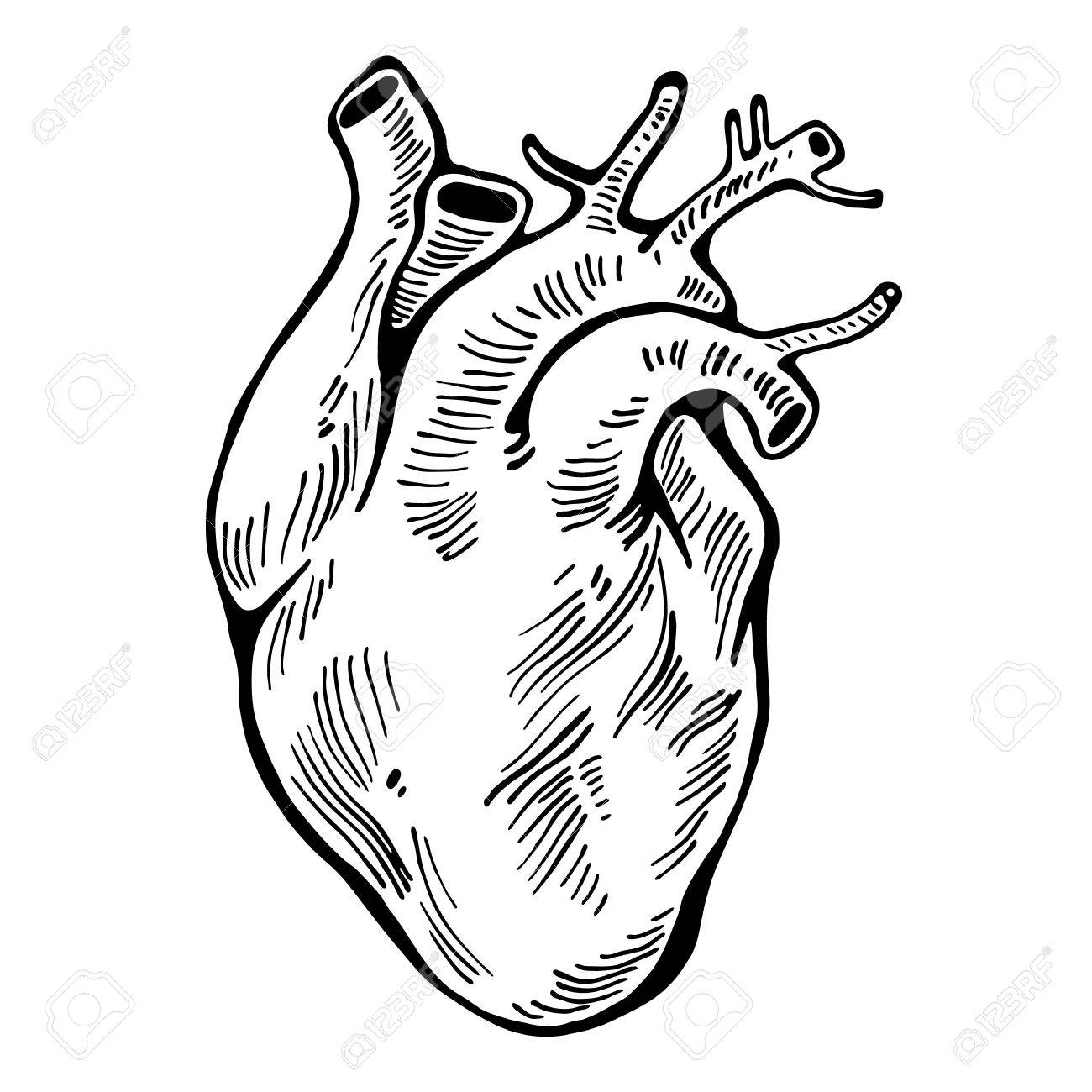 1300x1300 organs clipart human heart outline - Human Heart Outline Drawing
