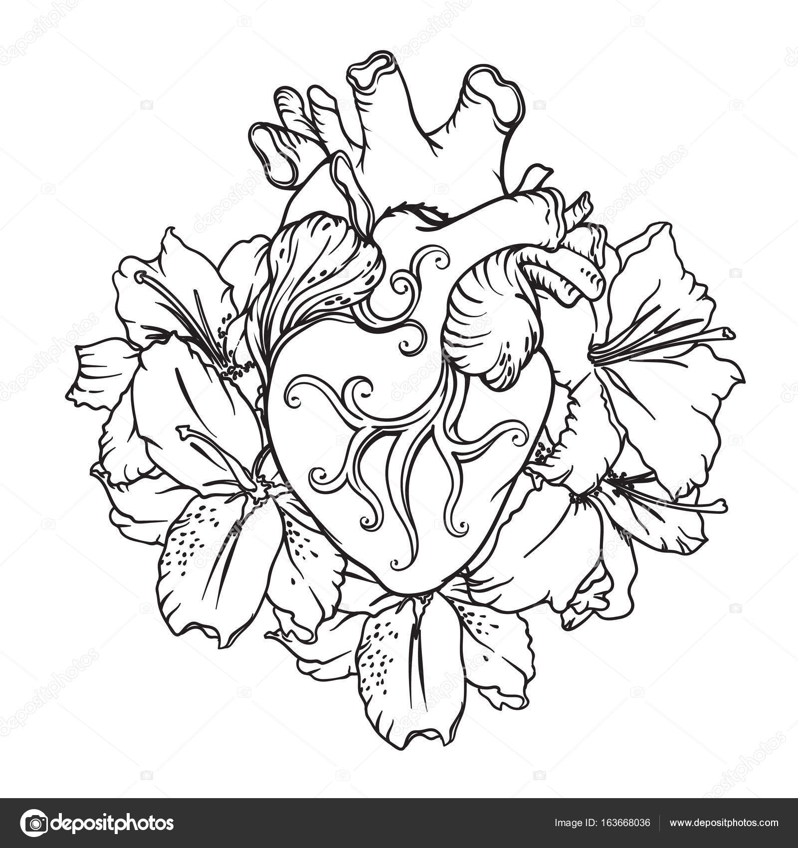 1600x1700 Photos Outline Drawing Of A Heart - Human Heart Outline Drawing