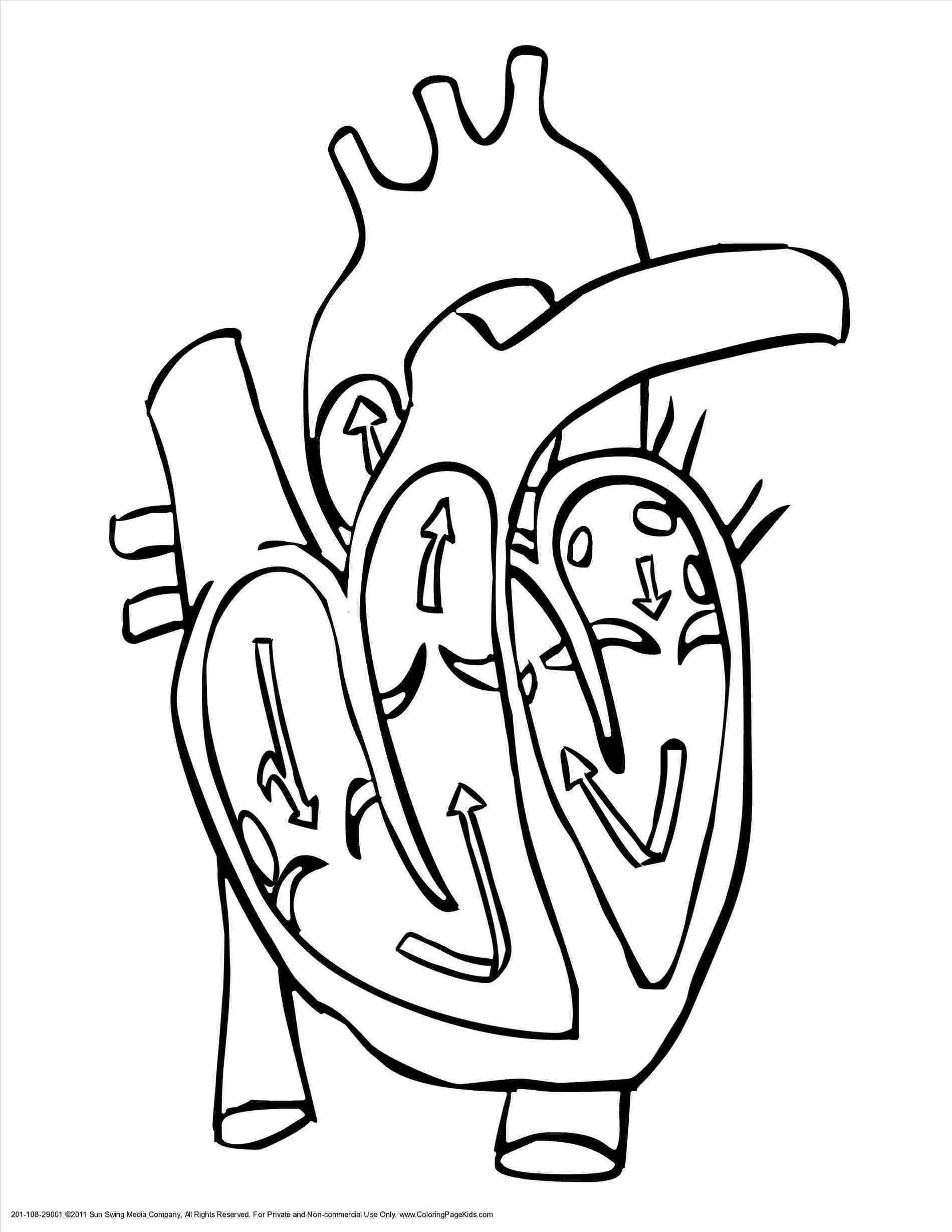 1900x2458 Realistic Heart Drawing Tumblr - Human Heart Outline Drawing