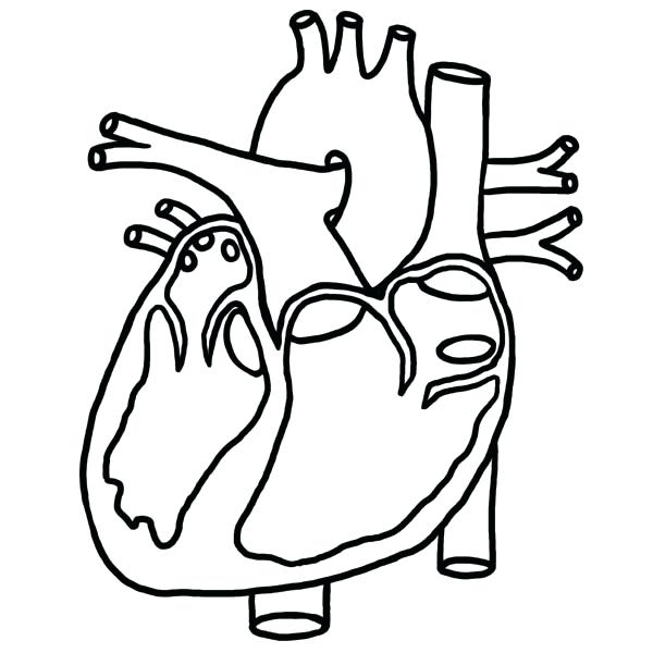 600x600 Stylist Inspiration Human Heart Coloring Pages Outline Drawing - Human Heart Outline Drawing