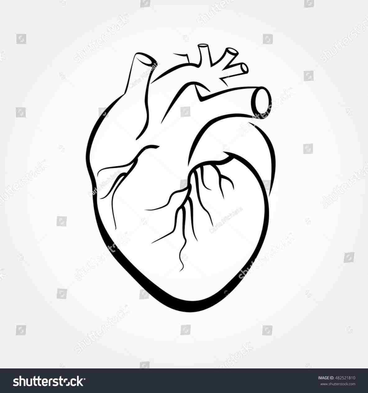 1185x1264 Ideas Body Coloring Pages Amazing With Rhtherunawaymulecom - Human Heart Outline Drawing