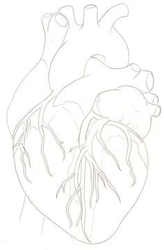 236x360 draw a human heart agy anatomical heart drawing, heart anatomy - Human Heart Outline Drawing
