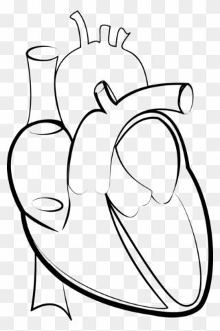 320x481 Drawing Line Art Heart Hartlijn - Human Heart Outline Drawing