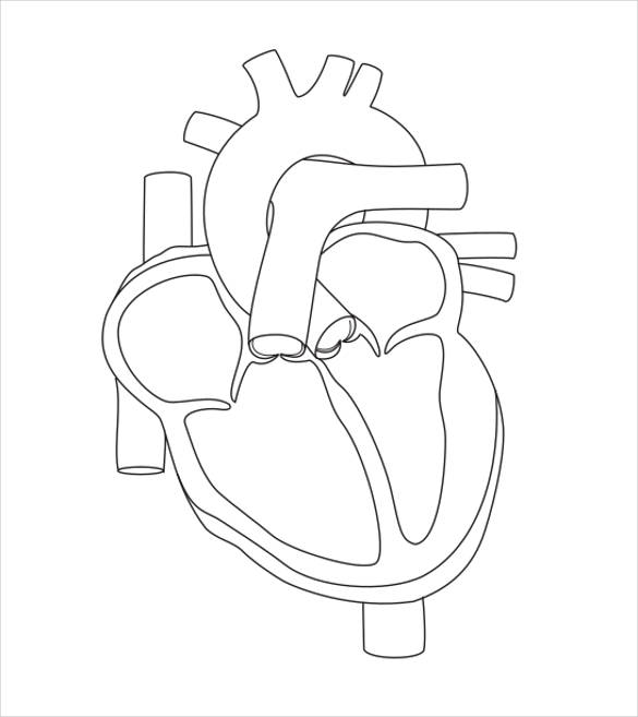 585x657 Huge Collection Of 'human Heart Drawing Outline' Download More - Human Heart Outline Drawing