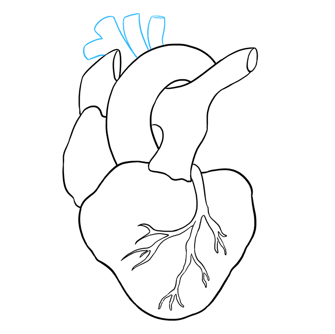 680x678 How To Draw A Human Heart - Human Heart Pencil Drawing