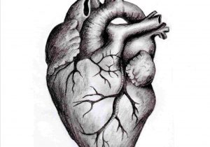 300x210 Human Heart Drawing Easy - Human Heart Pencil Drawing