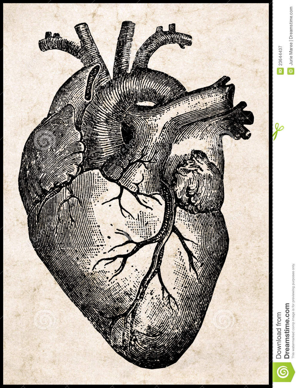 Human Heart Pencil Drawing at Explore collection