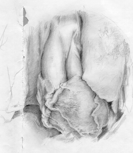 555x640 Bonie Bolen Artwork Human Heart Study Original Drawing Pencil - Human Heart Pencil Drawing