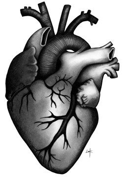 250x360 Items Similar To Original Human Heart Pencil Drawing Hand Signed - Human Heart Pencil Drawing