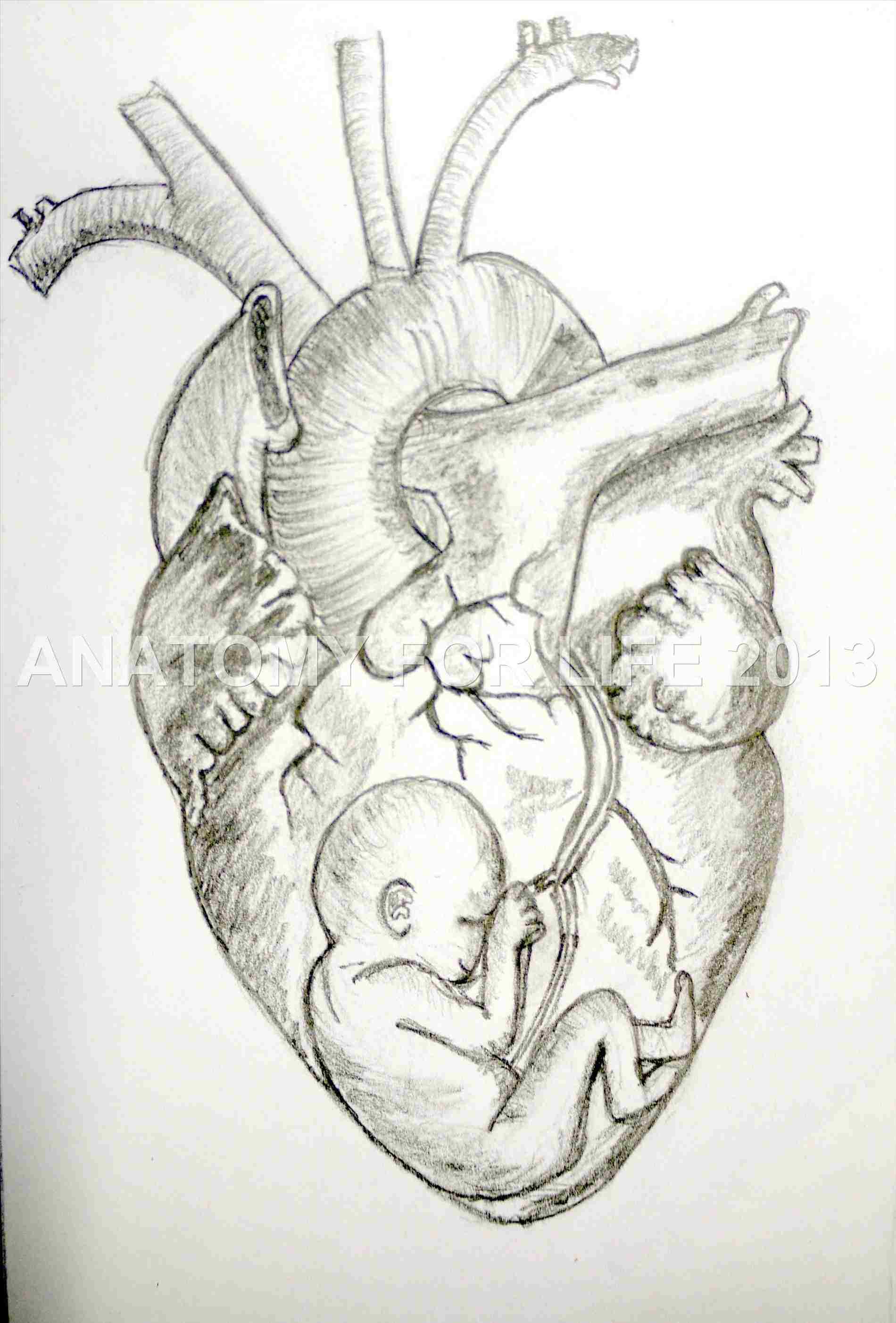1900x2803 Human Heart Pencil Drawing - Human Heart Pencil Drawing
