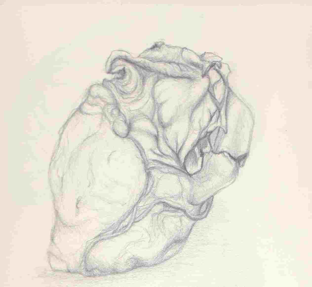 1264x1164 Human Heart Pencil Drawings - Human Heart Pencil Drawing