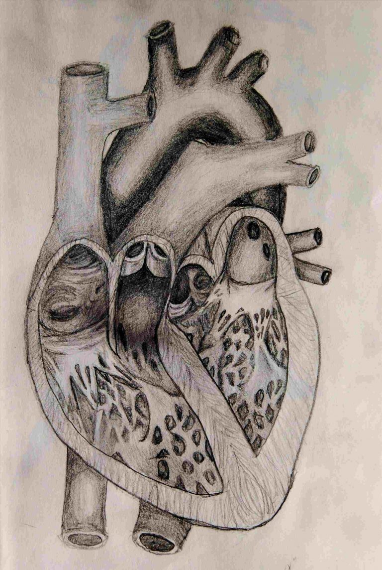 768x1144 Pencil Drawing Human Heart That Look Like Photos - Human Heart Pencil Drawing