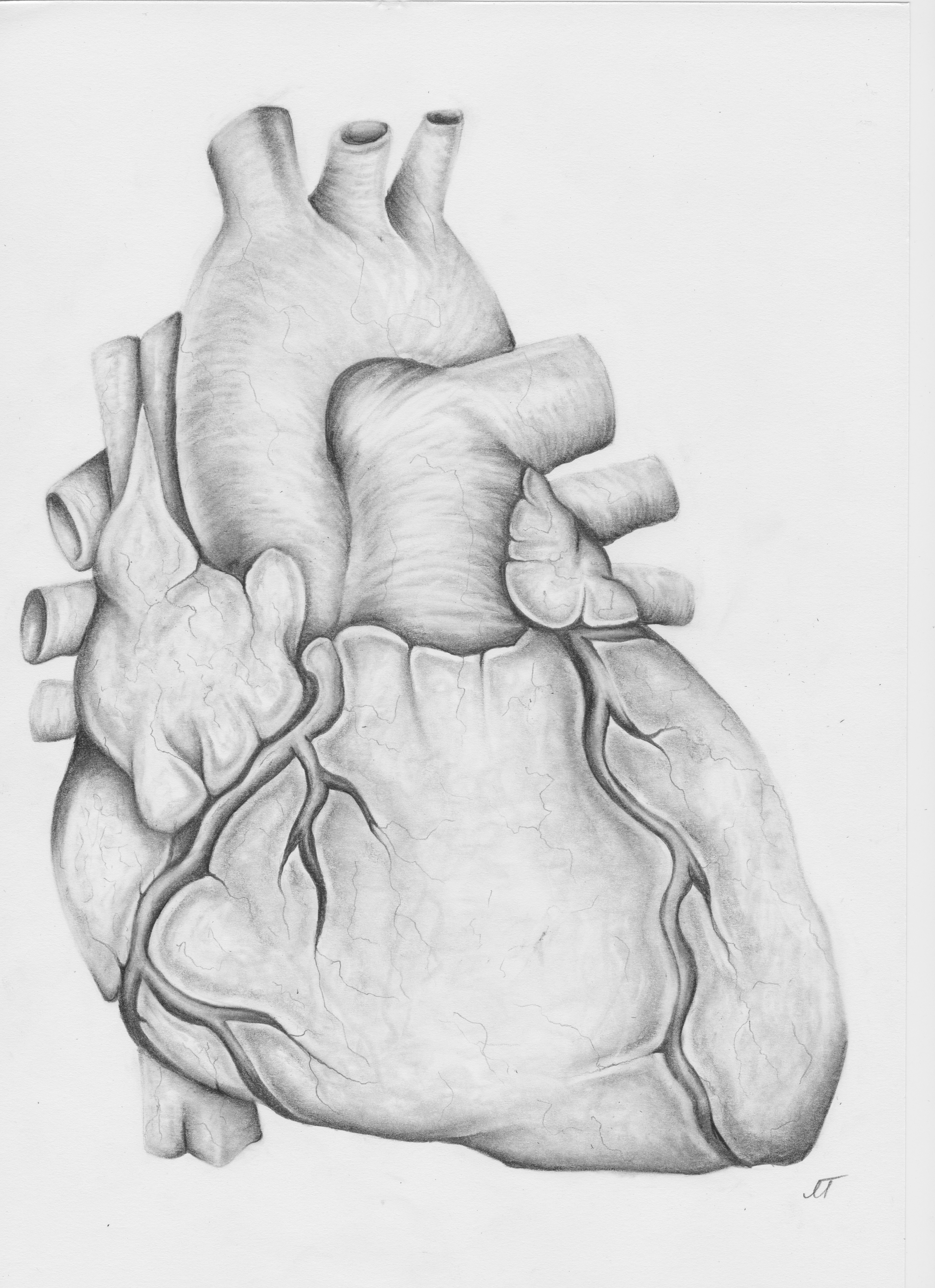 5062x6973 Detailed Anatomical Heart Drawing In Pencil Notsocutie - Human Heart Pencil Drawing
