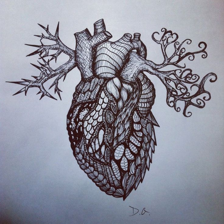 736x736 Heart Drawing, Pencil, Sketch, Colorful, Realistic Art Images - Human Heart Pencil Drawing