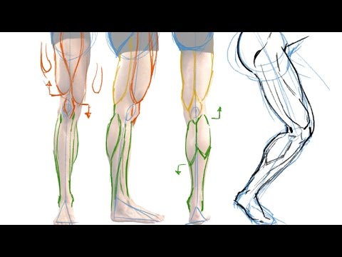 480x360 how to draw the muscles of the leg - Human Leg Drawing