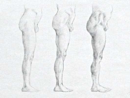 531x399 legs! for leg sale! get your leg here! studio mysteries - Human Leg Drawing