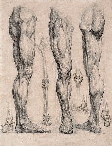 465x604 decent leg anatomy character design references - Human Leg Drawing