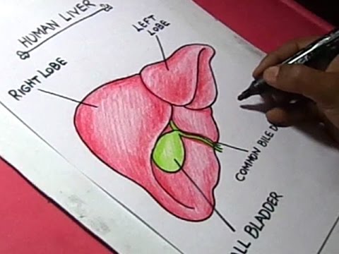 480x360 how to draw human liver detaild drawing for kids - Human Liver Drawing