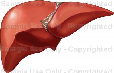 400x257 human liver diagram drawing - Human Liver Drawing