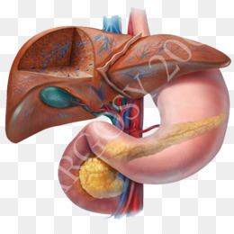 260x260 human liver png - Human Liver Drawing