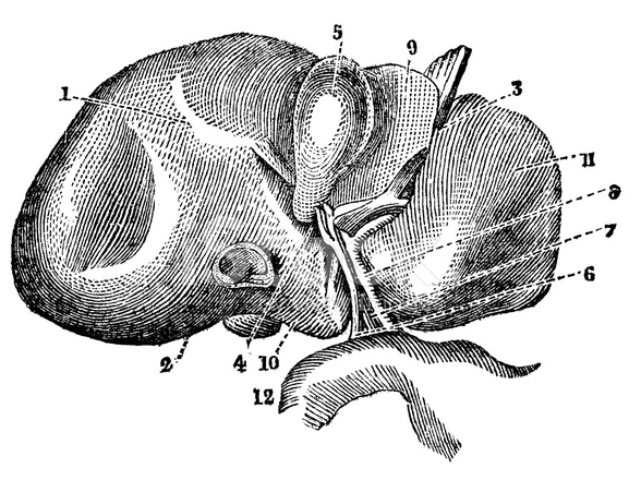 588x440 human liver stock vector - Human Liver Drawing