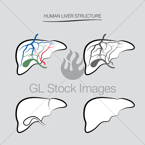 500x500 human liver structure internal organ anatomy medical gl - Human Liver Drawing
