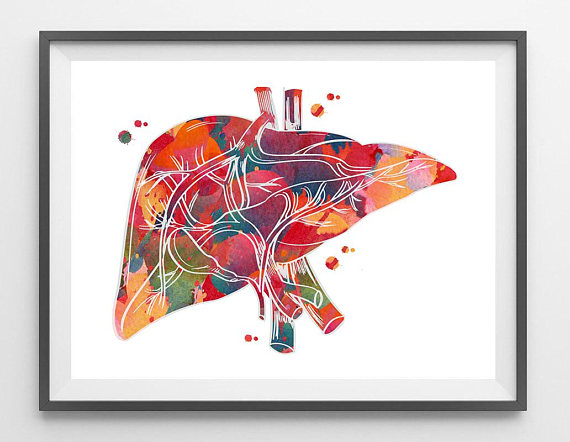 570x442 human liver anatomy watercolor print medical art illustration - Human Liver Drawing
