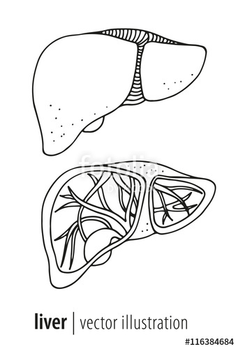 341x500 human liver and gallbladder anatomy illustration stock image - Human Liver Drawing