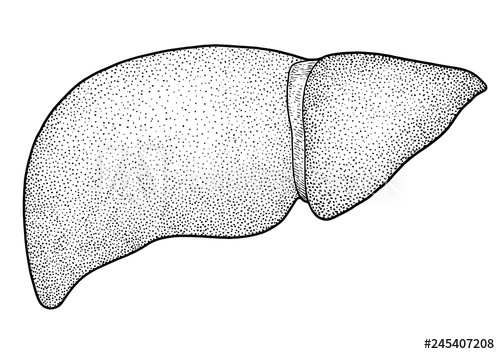 500x354 human liver illustration, drawing, engraving, ink, line art - Human Liver Drawing