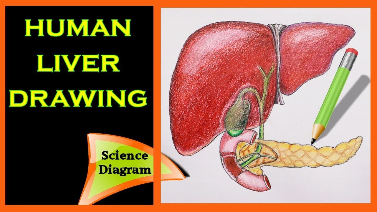 1280x720 how to draw the human liver the human liver - Human Liver Drawing