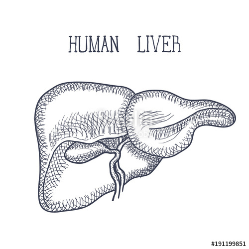 500x500 sketch ink human liver, hand drawn, doodle style stock image - Human Liver Drawing