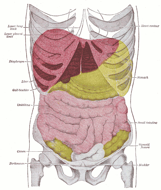 553x650 the liver boundless anatomy and physiology - Human Liver Drawing