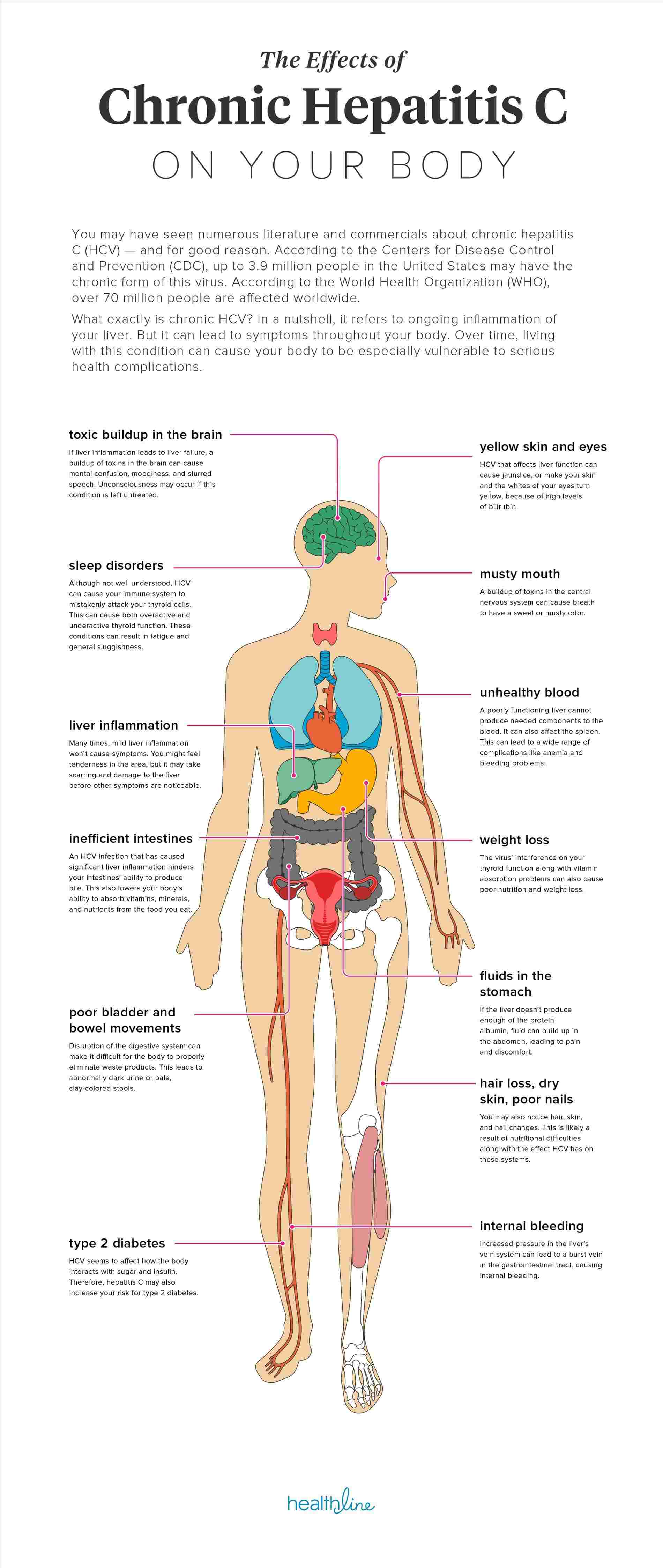 1900x4492 personal use rhgetdrawingscom human liver in human system liver - Human Liver Drawing