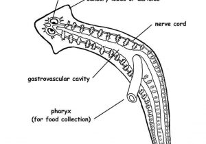 300x210 Rhbodyistco Anatomy Vital Rhanatomypartsus Human Diagram Of Human - Human Liver Drawing