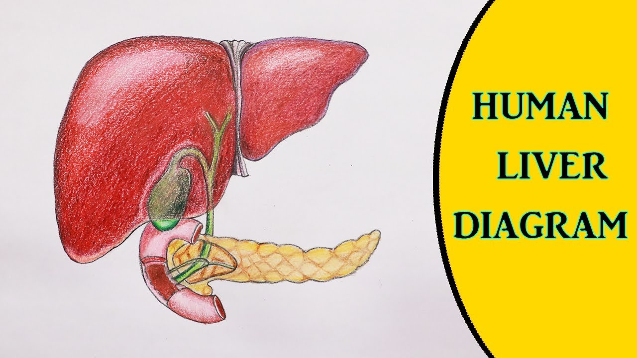 1280x720 liver draw - Human Liver Drawing