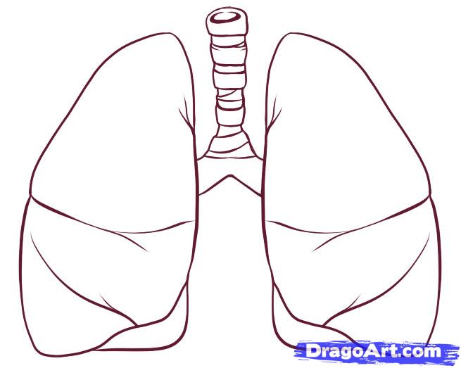 655x523 how to draw lungs, step - Human Lungs Drawing