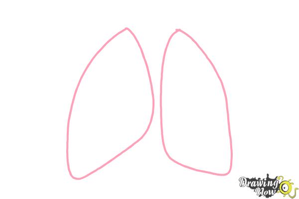 600x400 how to draw lungs - Human Lungs Drawing