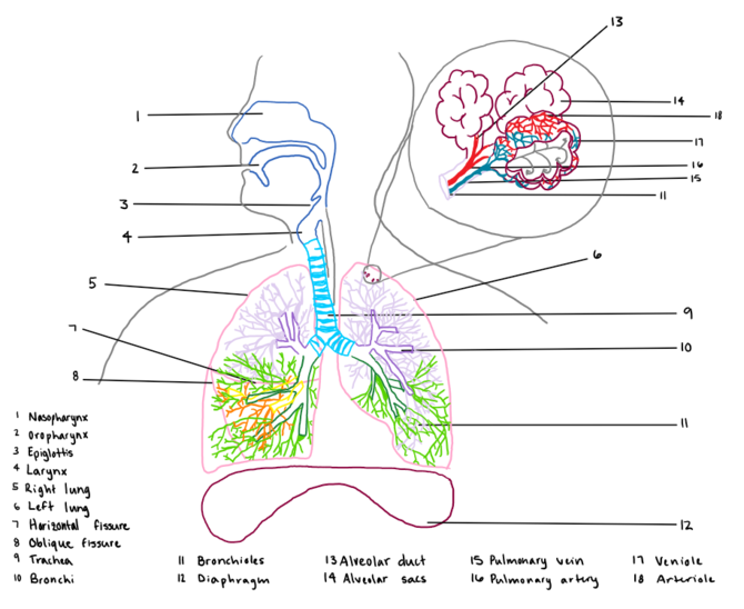 670x548 how to draw the human respiratory system steps - Human Lungs Drawing