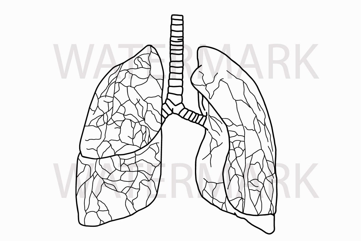 Human Lungs Drawing at PaintingValley.com | Explore collection of Human